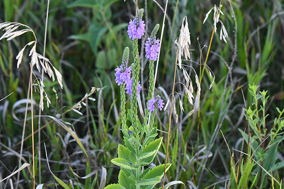GEN_0246