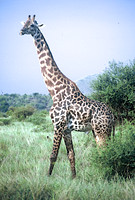 FH000015