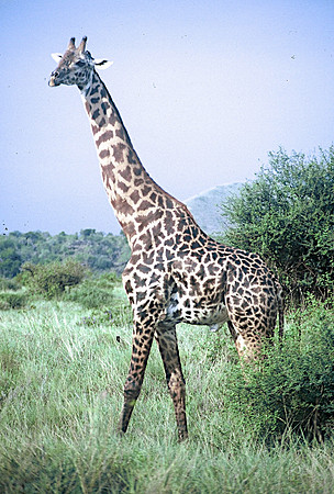FH000015