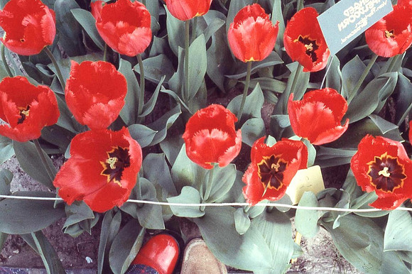 Amsterdam, Koekenhoff, 1972