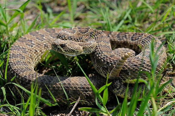 DSC_5371