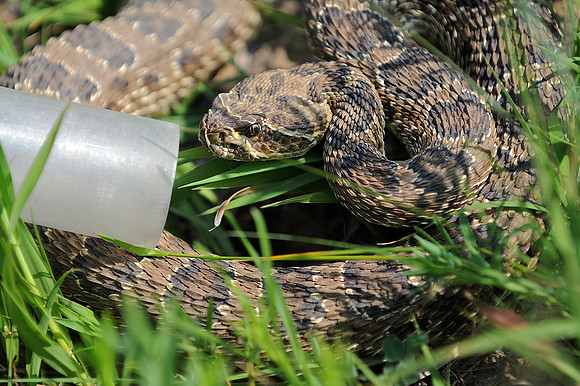 DSC_5273 - 2010-05-23 at 12-13-40