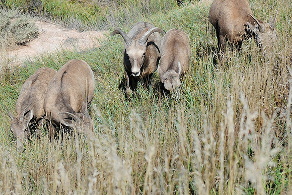 DSC_4320