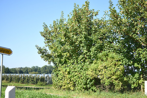 GEN_9535
