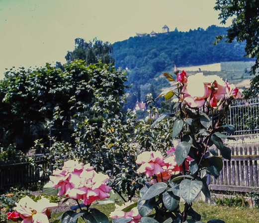 IMAG0098-3