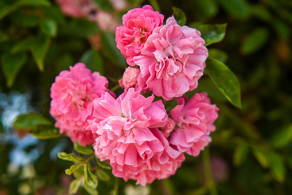 GAK_8017