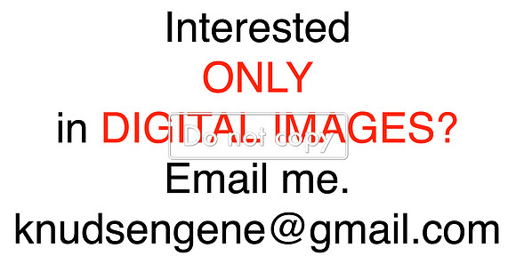 DIGITAL ONLY?