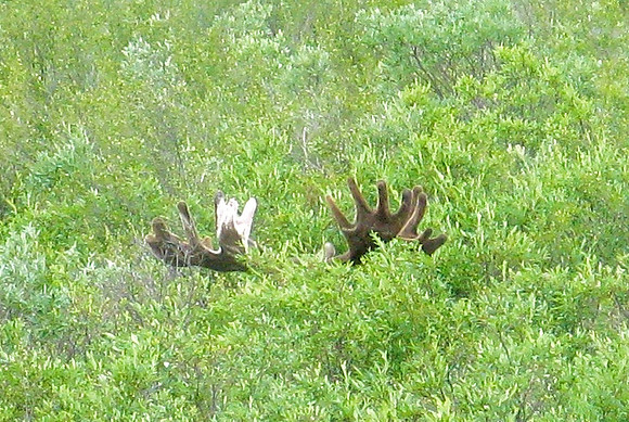 Moose Antlers from 2138-1 - Version 2