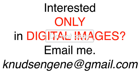 DIGITAL ONLY. ??
